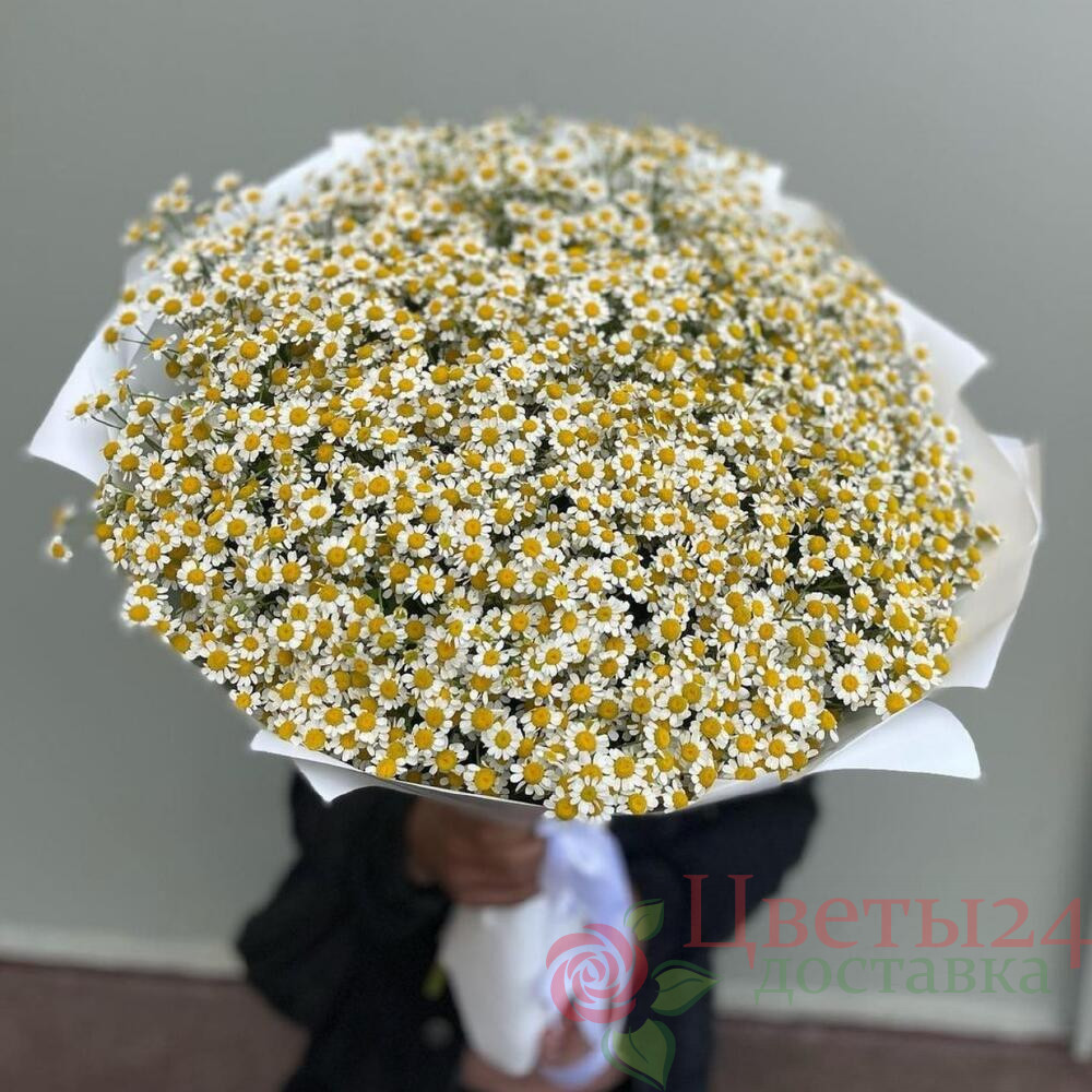 1676708696_69052167.jpg 101 ромашек — изображение 1