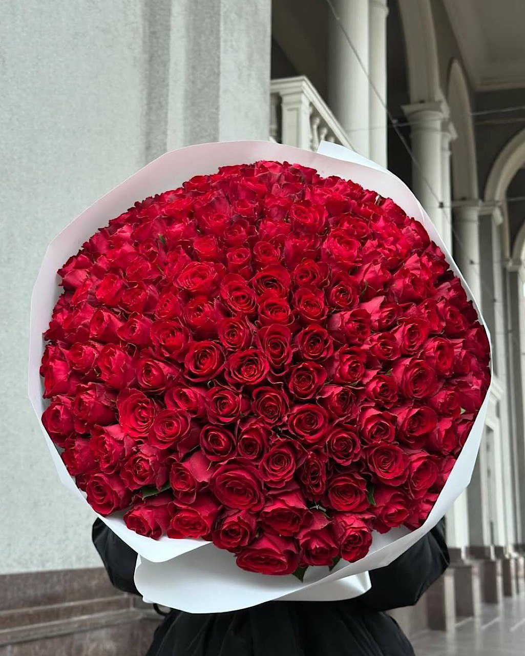 2026-03-03-19.01.06.jpg Роза «Мадам Ред» 151 — изображение 1